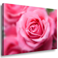 Blume Rose Leinwandbild AK ART Kunstdruck Mehrfarbig Wandbild Wanddeko TOP XXL