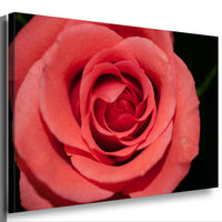 Rosa Rose Leinwandbild AK ART Kunstdruck Mehrfarbig Wandbild Wanddeko TOP XXL