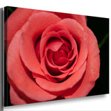 Rosa Rose Leinwandbild AK ART Kunstdruck Mehrfarbig Wandbild Wanddeko TOP XXL