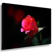 Rosa rote Rose Leinwandbild AK ART Kunstdruck Mehrfarbig Wandbild Wanddeko TOP XXL