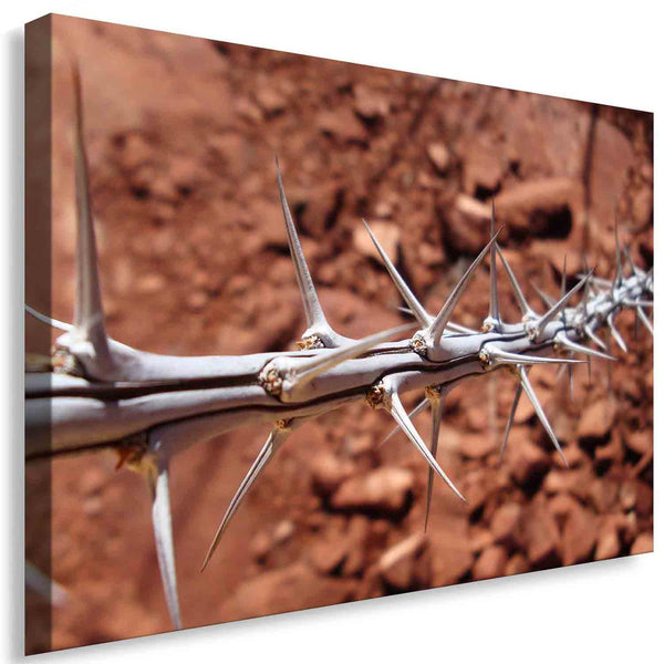 Dornen Leinwandbild – Silberne Stacheln vor rotem Fels | AK ART Natur-Kunstdruck XXL