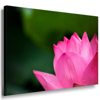 Lotus Blume Leinwandbild AK ART Kunstdruck Mehrfarbig Wandbild Wanddeko TOP XXL