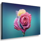Rose Regentropfen Leinwandbild AK ART Kunstdruck Mehrfarbig Wandbild Wanddeko TOP XXL
