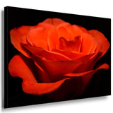 Rote Rose Blume Leinwandbild AK ART Kunstdruck Mehrfarbig Wandbild Wanddeko XXL