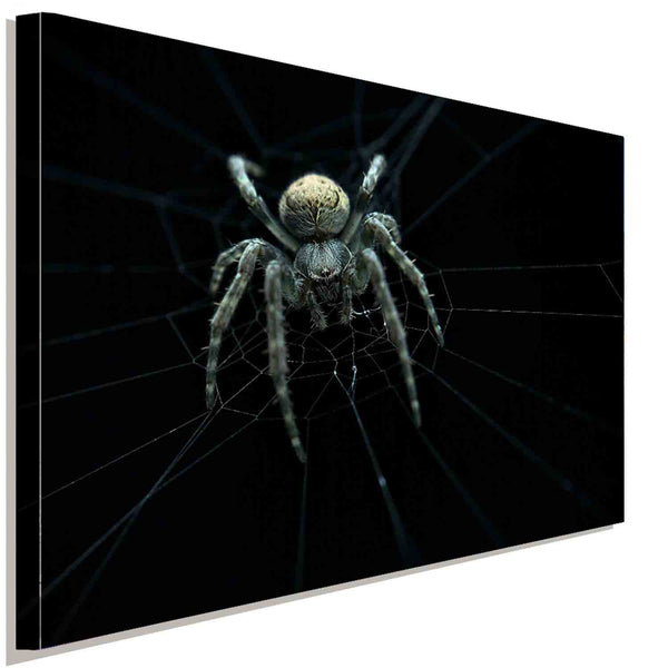 Spinne Spinnennetz Leinwandbild AK ART Kunstdruck Mehrfarbig Wandbild Wanddeko