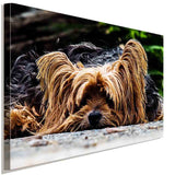 Yorkshire Terrier Leinwandbild AK Art Bilder Wanddeko Wandbild Kunstdruck XXL