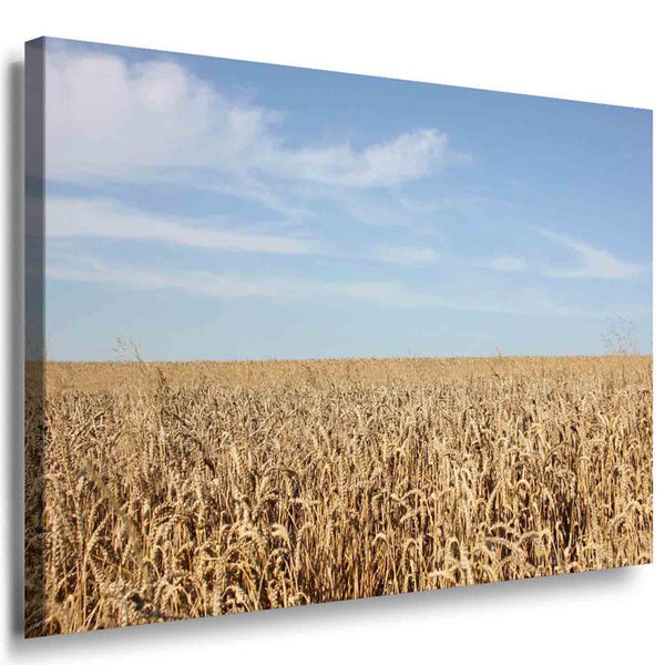 Weizen Feld Himmel Leinwandbild AK Art Bilder Mehrfarbig Kunstdruck Wandbild
