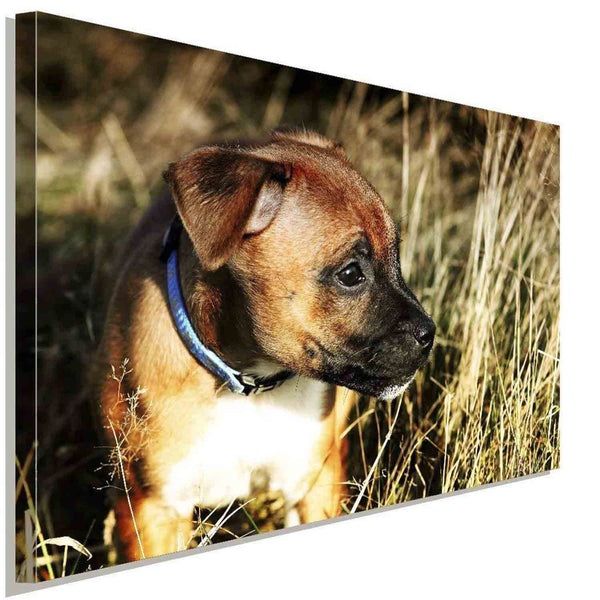 Amerikanische Staffordshire Terrier AK Art Bilder Kunstdruck Leinwandbilder XXL