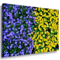 Blau Gelbe Blumen Beet Leinwandbild / AK ART Bilder / Mehrfarbig Kunstdruck XXL
