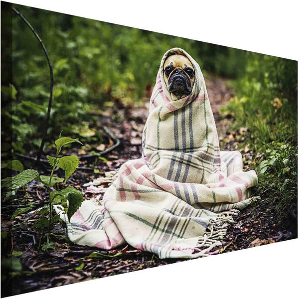 Hübscher Mops in Decke Leinwandbild AK Art Bilder Wanddeko Wandbild Kunstdruck