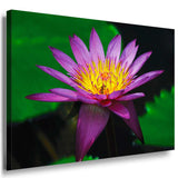 Lotus Violett Leinwandbild / AK Art Bilder / Mehrfarbig Kunstdruck XXL Wandbild