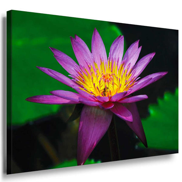 Lotus Violett Leinwandbild / AK Art Bilder / Mehrfarbig Kunstdruck XXL Wandbild
