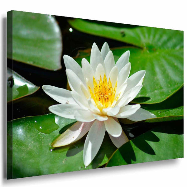 Lotus Weiß Leinwandbild / AK Art Bilder / Mehrfarbig + Kunstdruck XXL Wandbild