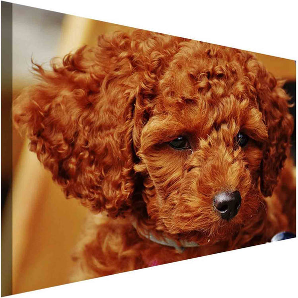 Oranger Pudel Locken Leinwandbild AK Art Bilder Wanddeko Wandbild Kunstdruck XXL