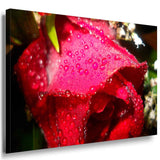 Rose Leinwandbild / AK Art Bilder / Mehrfarbig + Kunstdruck XXL Wandbild Blume