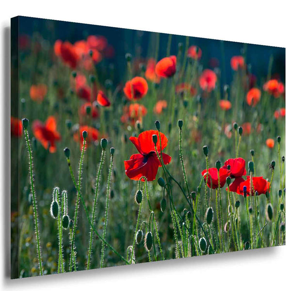 Rote Blumen Wiese Leinwandbild / AK Art Bilder / Mehrfarbig Kunstdruck Wandbild