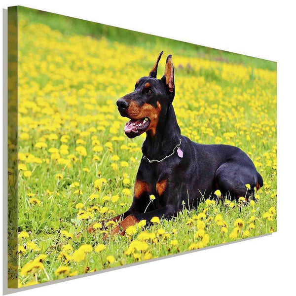 Schöner Doberman auf dem Feld AK Art Bilder| Premium Kunstdruck Made in Germany