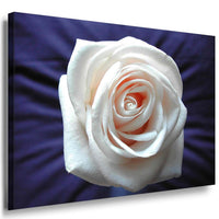 Weiße Rose Groß Leinwandbild /AK Art Bilder Mehrfarbig + Kunstdruck XXL Wandbild
