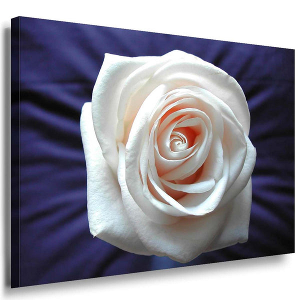 Weiße Rose Groß Leinwandbild /AK Art Bilder Mehrfarbig + Kunstdruck XXL Wandbild