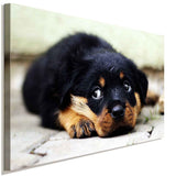 Rottweiler Welpe Einsam Leinwandbild AK Art BIlder Wanddeko Wandbild Kunstdruck