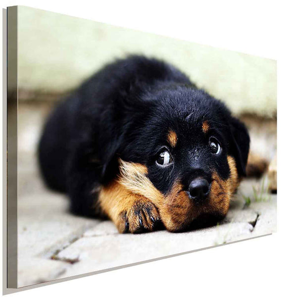 Rottweiler Welpe Einsam Leinwandbild AK Art BIlder Wanddeko Wandbild Kunstdruck