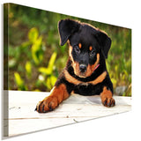Rottweiler Welpe Leinwandbild AK Art Bilder Wanddeko Wandbild Kunstdruck Top XXL