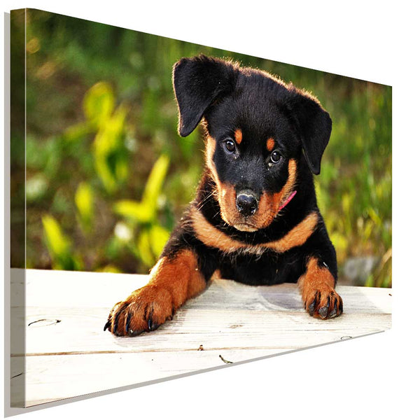 Rottweiler Welpe Leinwandbild AK Art Bilder Wanddeko Wandbild Kunstdruck Top XXL