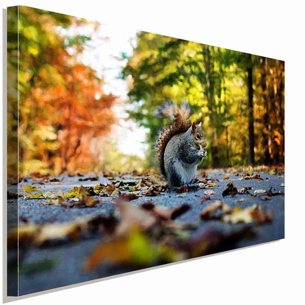 Eichhörnchen im Wald Leinwandbild AK Art Bilder Wanddeko Wandbild Kunstdruck