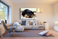 Rottweiler Welpe Einsam Leinwandbild AK Art BIlder Wanddeko Wandbild Kunstdruck