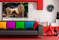 Yorkshire Terrier Leinwandbild AK Art Bilder Wanddeko Wandbild Kunstdruck XXL