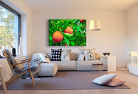 Orangen Grün Baum Leinwandbild AK Art Bilder Mehrfarbig Kunstdruck XXL Wandbild