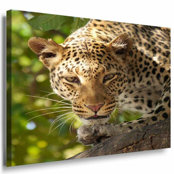 AK Art Bilder Gepard Agressiv Leinwandbild Mehrfarbig Kunstdruck Wandbild XXL