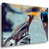 Eichhornchen Kamera Leinwandbild AK Art Bilder Mehrfarbig Kunstdruck XXL TOP