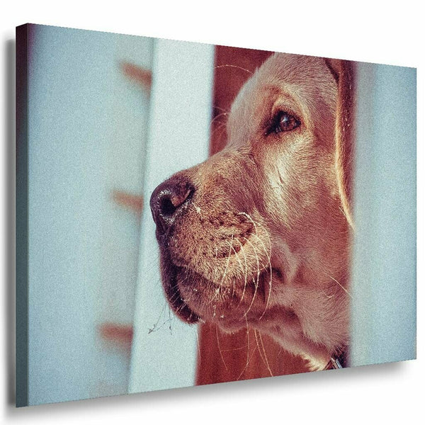 Hund Braun Leinwandbild AK Art Bilder Mehrfarbig Kunstdruck Wandbild Wanddeko