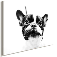 Franzosische Bulldogge Schwarz Weis AK Art Bilder Kunstdruck Made in Germany XXL
