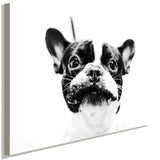 Franzosische Bulldogge Schwarz Weis AK Art Bilder Kunstdruck Made in Germany XXL