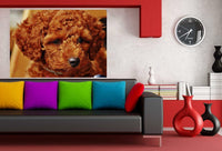 Oranger Pudel Locken Leinwandbild AK Art Bilder Wanddeko Wandbild Kunstdruck XXL