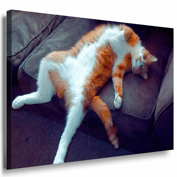 Katze spielt Leinwandbild AK Art Bilder Mehrfarbig Kunstdruck XXL Wandbild TOP
