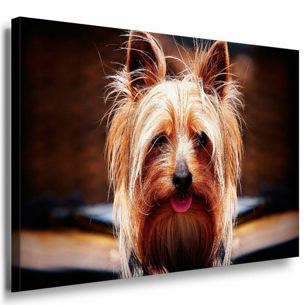 Yorkshire Terrier Leinwandbild AK Art Bilder Mehrfarbig Wandbild Kunstdruck XXL
