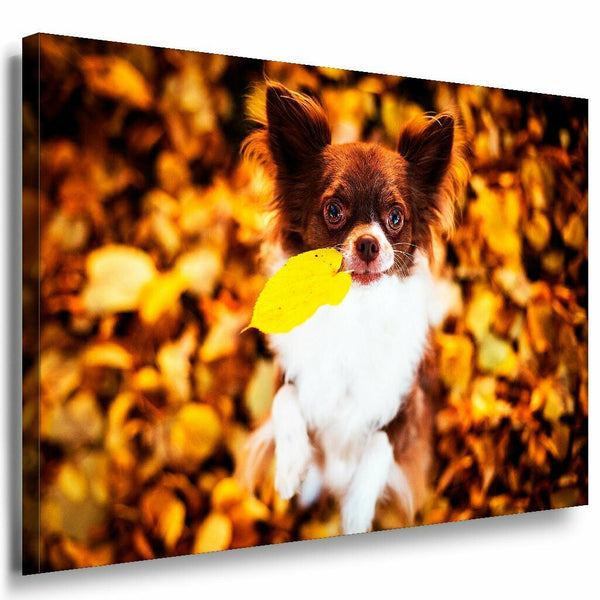 Chihuahua Leinwandbild AK Art Bilder Mehrfarbig Wandbild Wanddeko Kunstdruck