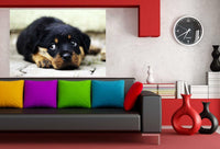 Rottweiler Welpe Einsam Leinwandbild AK Art BIlder Wanddeko Wandbild Kunstdruck