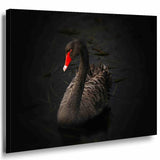 Schwarzer Schwan Rot Leinwandbild AK Art Bilder Mehrfarbig Kunstdruck Wandbild