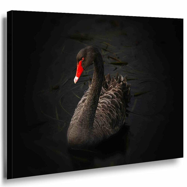 Schwarzer Schwan Rot Leinwandbild AK Art Bilder Mehrfarbig Kunstdruck Wandbild