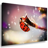 Marienkafer Zweig Rot Leinwandbild AK Art Bilder Mehrfarbig Kunstdruck Wandbild