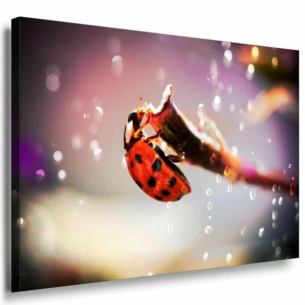 Marienkafer Zweig Rot Leinwandbild AK Art Bilder Mehrfarbig Kunstdruck Wandbild