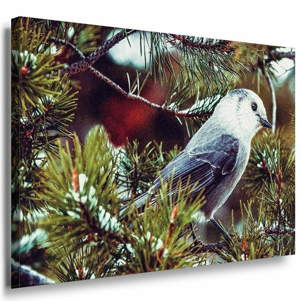 Vogel Wald Leinwandbild AK aArt Bilder Mehrfarbig Kunstdruck XXL Wandbild TOP