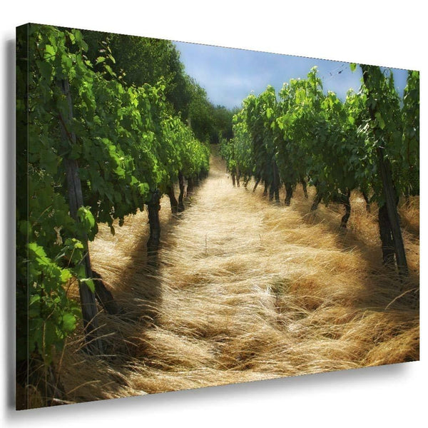 Weingarten Leinwandbild AK Art Bilder Mehrfarbig Wandbild kunstdruck TOP XXL 1