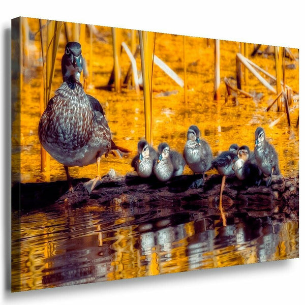 Enten Familie See Wald Leinwandbild AK Art Bilder Mehrfarbig Kunstdruck Wandbild