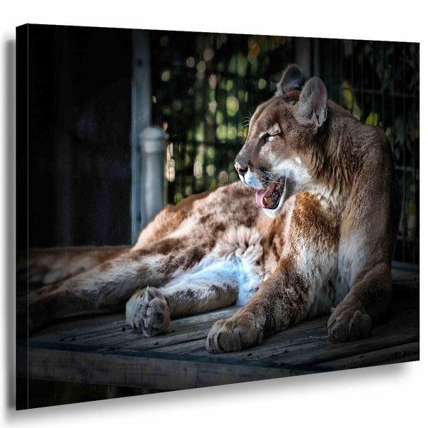 Raubkatze Wild Lowin Leinwandbild AK Art Bilder Mehrfarbig Kunstdruck Wandbild