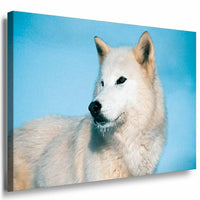 Weiser Wolf Wald Leinwandbild AK Art Bilder Mehrfarbig Kunstdruck XXL Wandbild